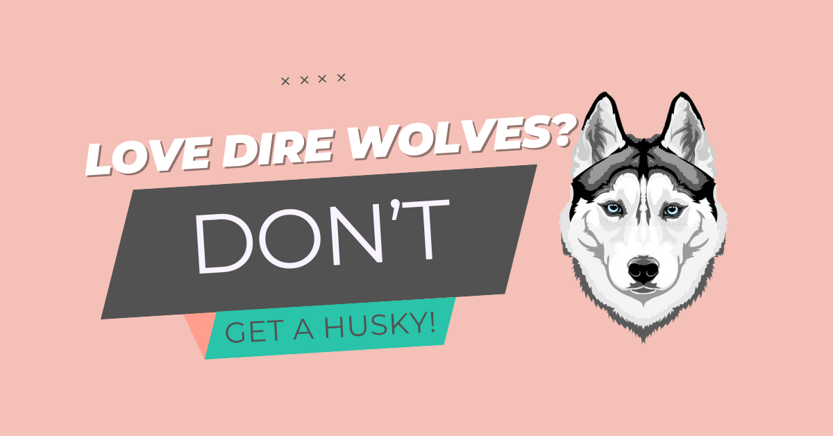 jesse greyson dire wolves